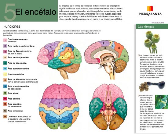 El encéfalo