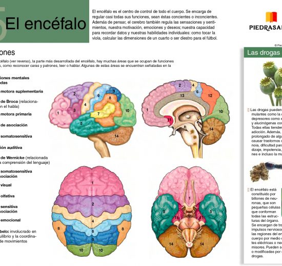 El encéfalo