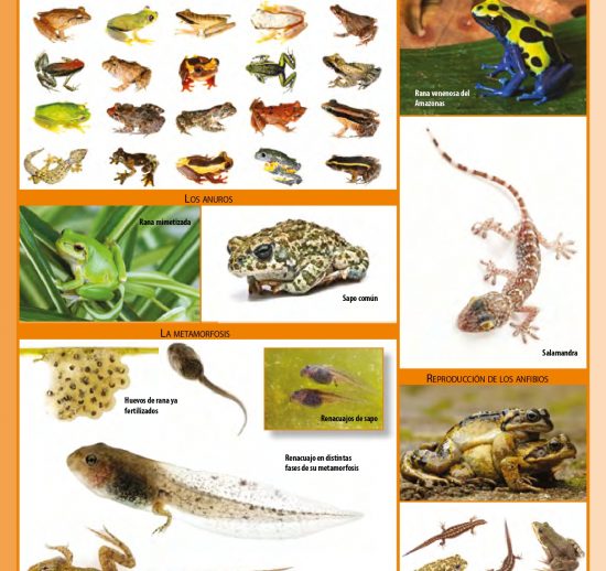 Anfibios