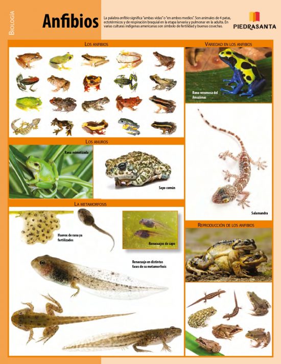 Anfibios