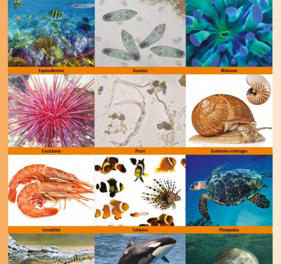 Animales acuáticos