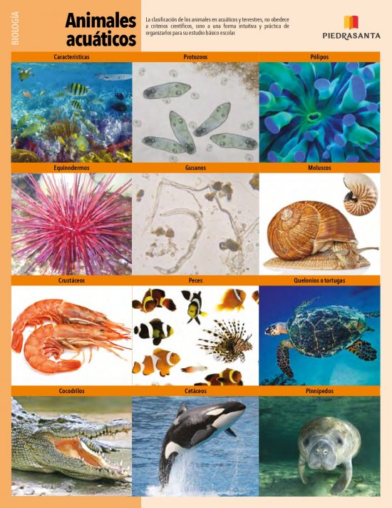Animales acuáticos