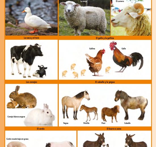 Animales de la granja