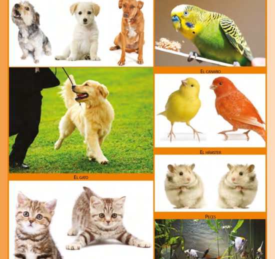 Animales domésticos