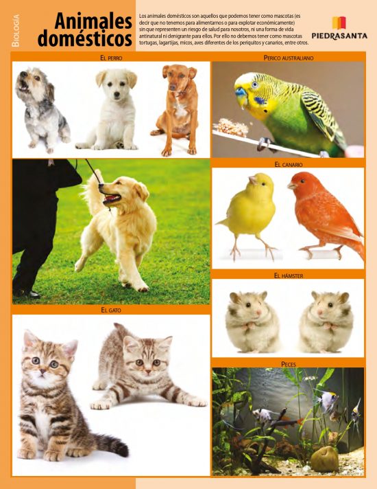 Animales domésticos
