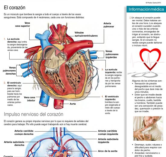 Aparato Cirulatorio