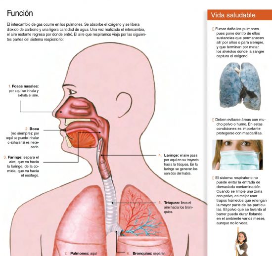 Aparato respiratorio