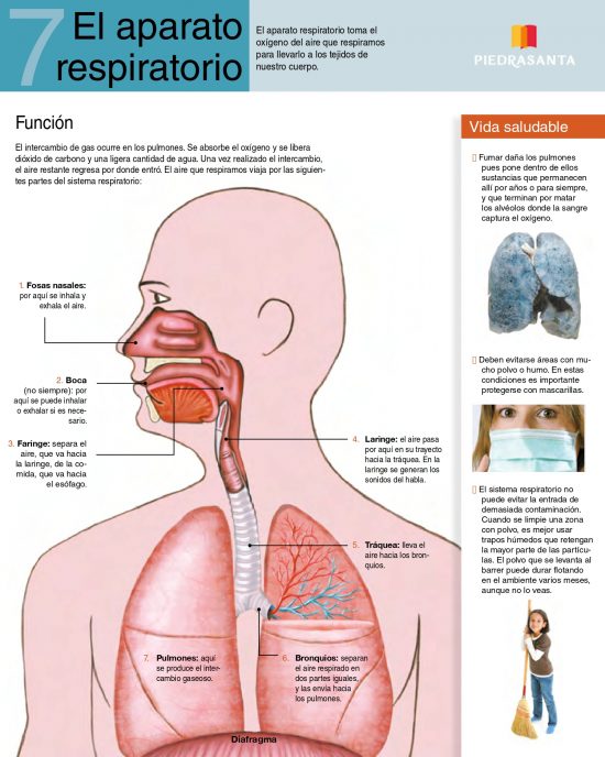 Aparato respiratorio