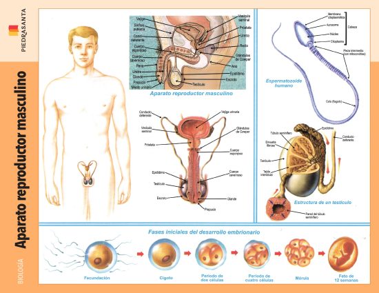 Aparato reproductor masculino