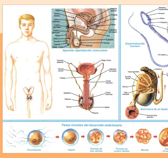 Aparato reproductor masculino