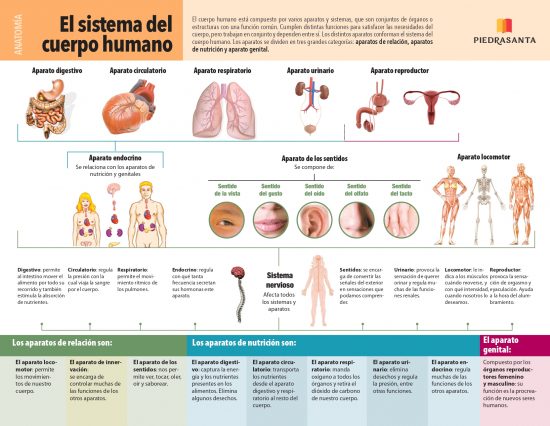 El cuerpo humano