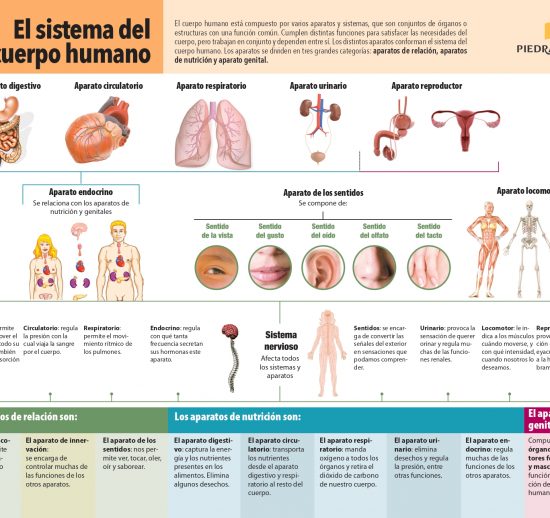 El cuerpo humano