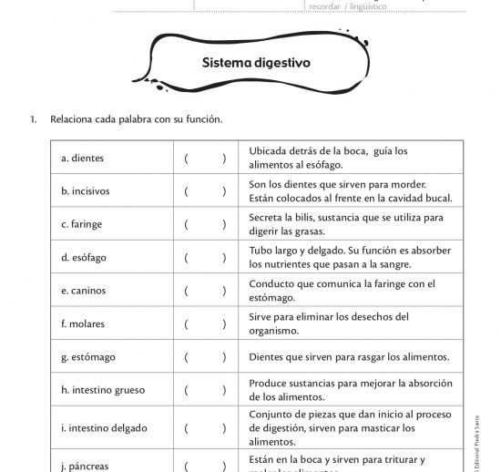 Aparato digestivo