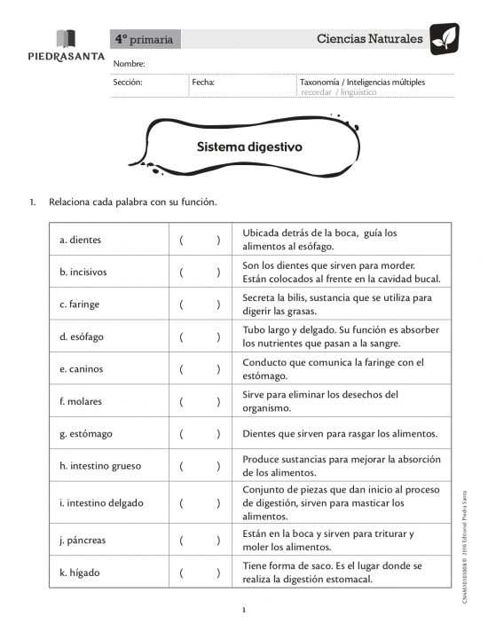 Aparato digestivo