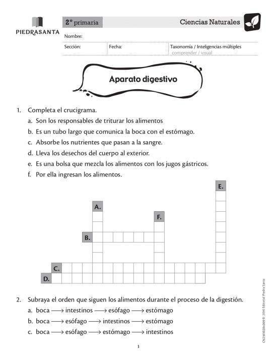 Aparato digestivo