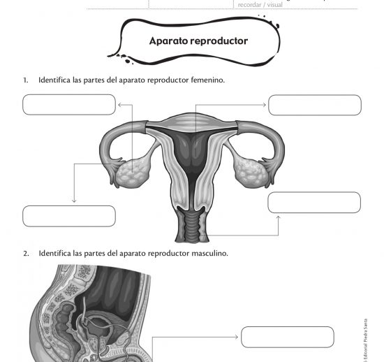 Aparato reproductor femenino y masculino