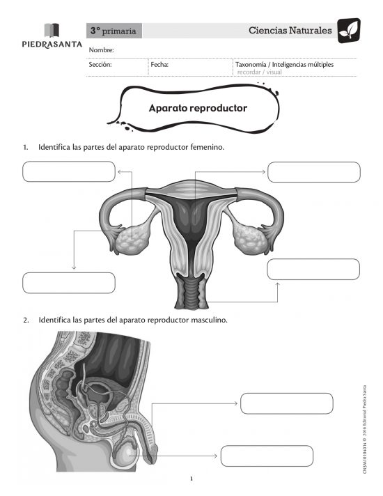 Aparato reproductor femenino y masculino