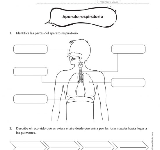 Aparato respiratorio