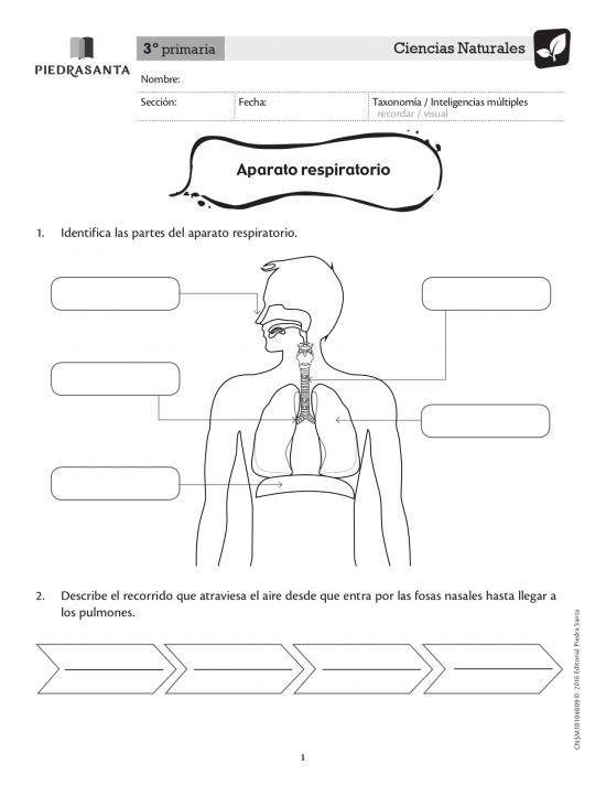 Aparato respiratorio
