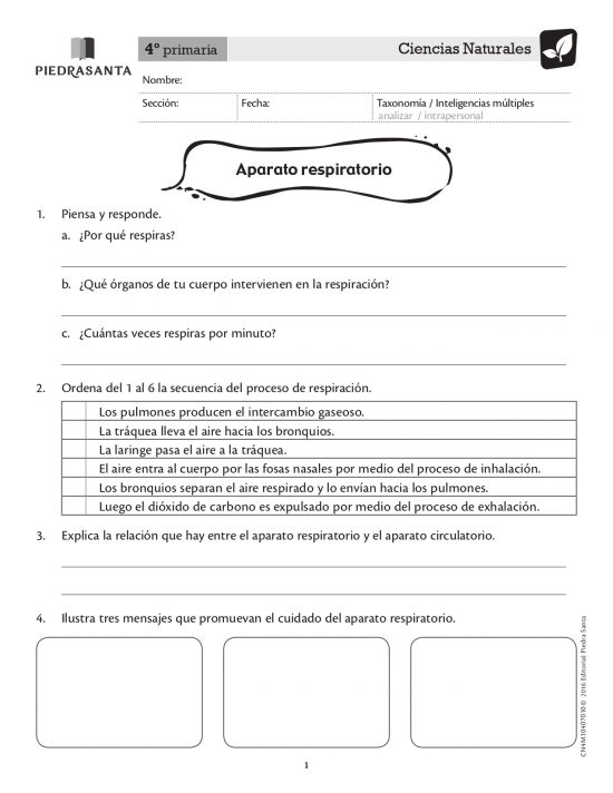 Aparato respiratorio