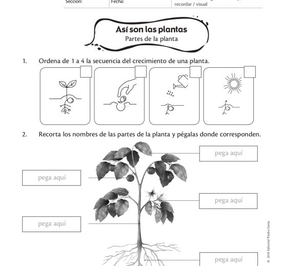 Así son las plantas
