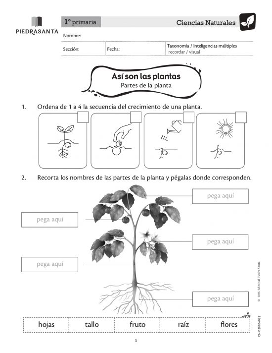 Así son las plantas