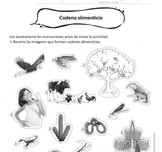 Cadena alimenticia