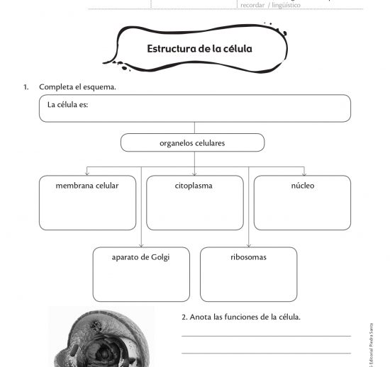 Estructura de la célula