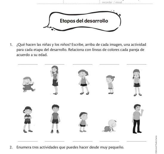 Etapas del desarrollo
