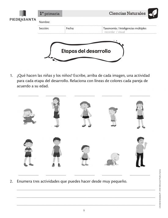 Etapas del desarrollo