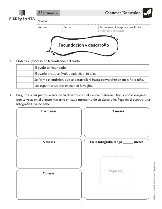 Fecundación y desarrollo