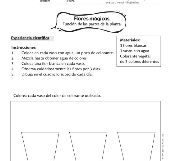 Flores mágicas