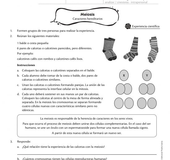 Meiosis