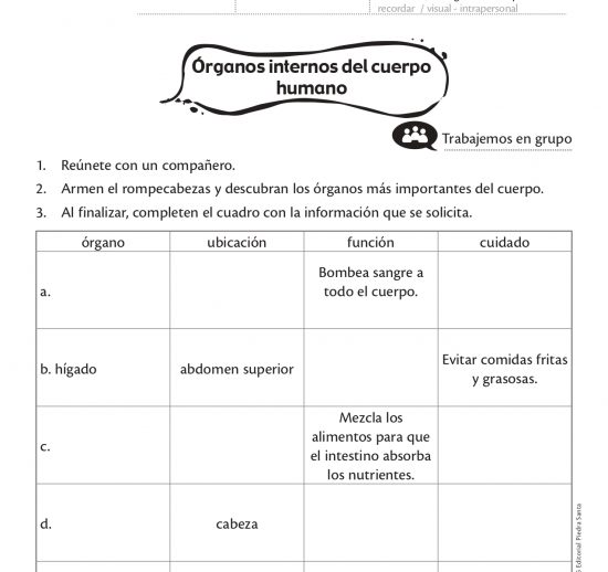 Órganos internos del cuerpo humano