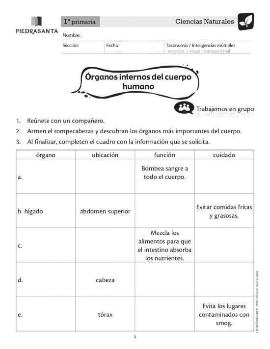 Órganos internos del cuerpo humano