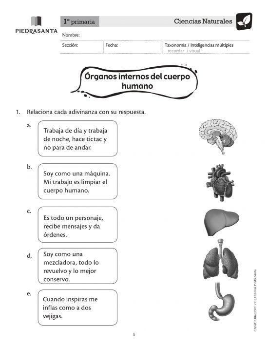 Órganos internos del cuerpo humano