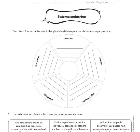 Sistema endocrino
