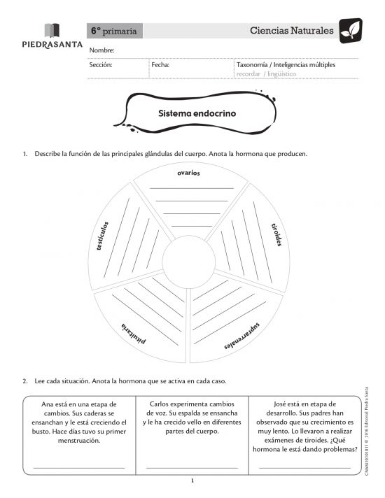 Sistema endocrino
