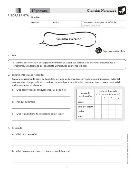 Sistema excretor
