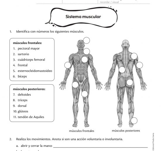 Sistema muscular