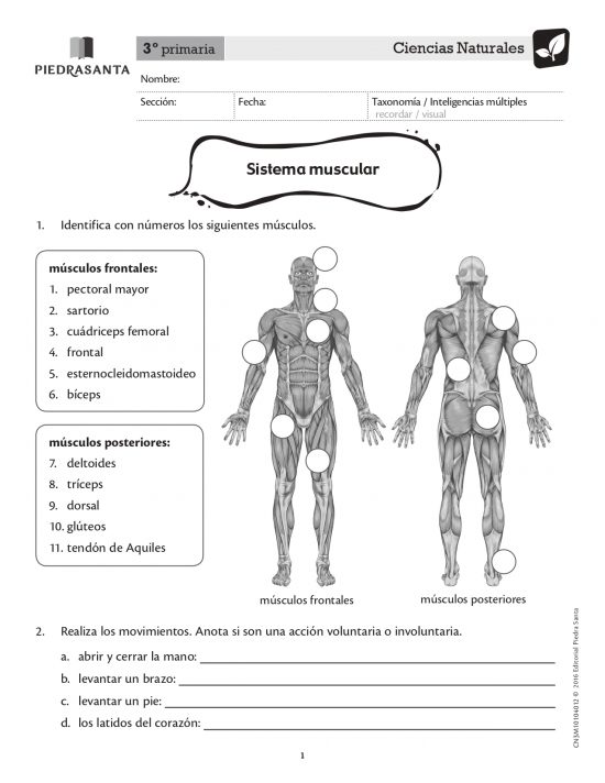 Sistema muscular