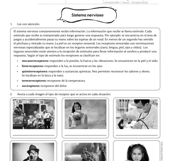 Sistema nervioso