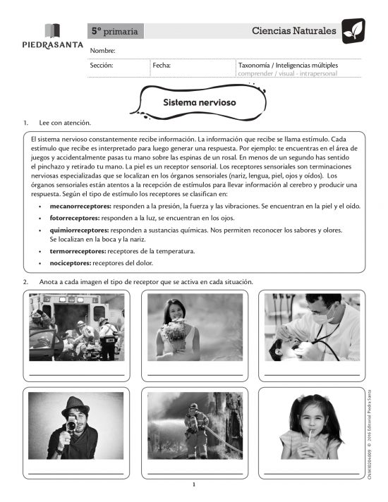 Sistema nervioso