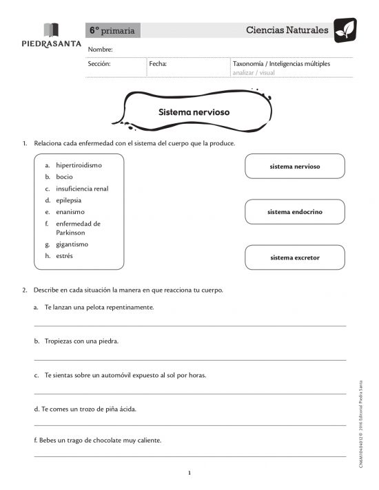 Sistema nervioso