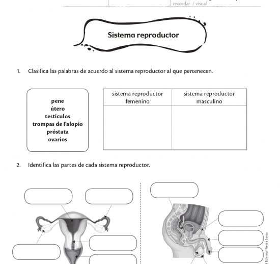 Sistema reproductor