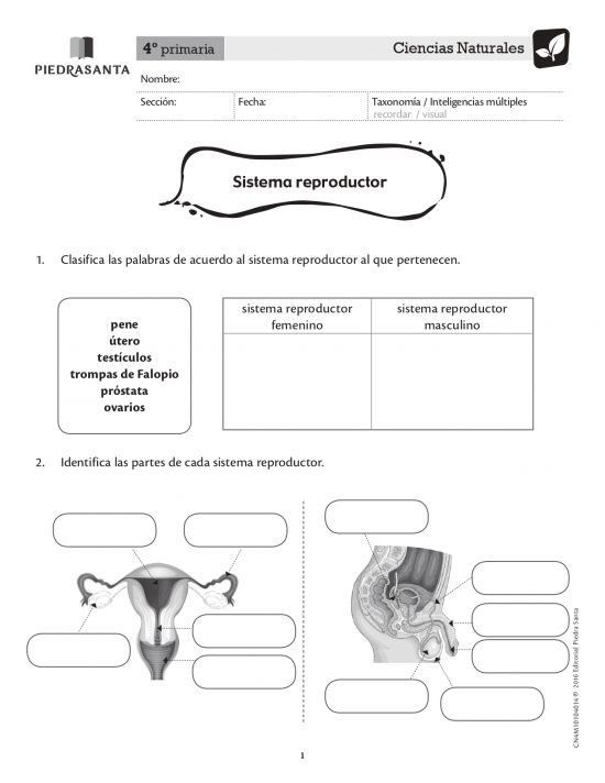 Sistema reproductor