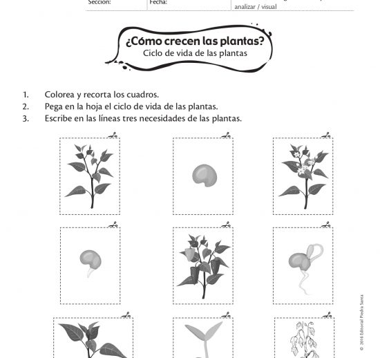 ¿Cómo crecen las plantas?
