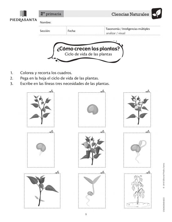 ¿Cómo crecen las plantas?