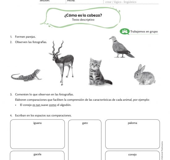 ¿Cómo es la cabeza?