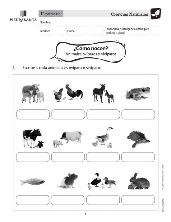 ¿Cómo nacen?